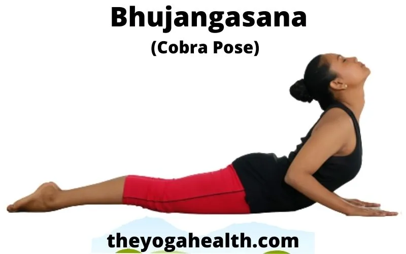 Cobra pose in Yoga